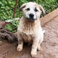 Cucciolo pezzato 3 mesi mix akita inu