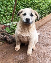 Cucciolo pezzato 3 mesi mix akita inu