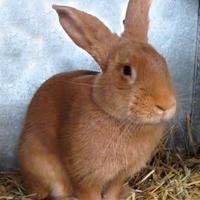 Coniglio fulvo di borgogna