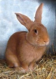 Coniglio fulvo di borgogna