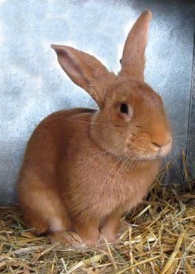 Coniglio fulvo di borgogna