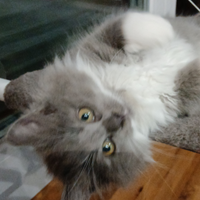 Gattini siberiani ipoallergenici