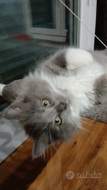 Gattini siberiani ipoallergenici
