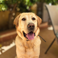 Labrador.adotta un cane
