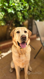 Labrador.adotta un cane