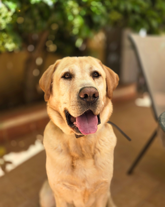 Labrador.adotta un cane