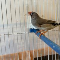 Diamantini - Diamanti mandarino