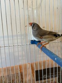 Diamantini - Diamanti mandarino