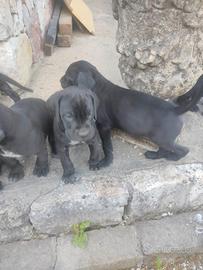 Cuccioli incrocio