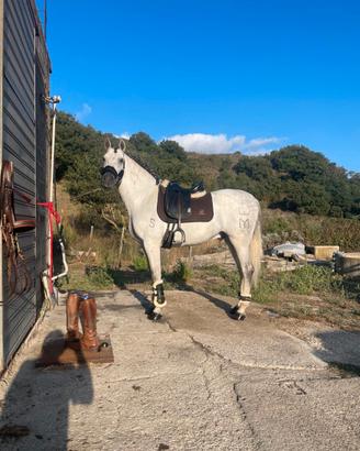Cavallo Andaluso