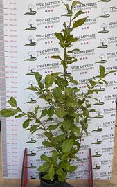 Lauro ceraso pianta siepe