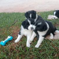 Cuccioli di border collie