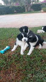 Cuccioli di border collie