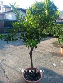 Piante agrumi varie età circa 9 anni in vaso