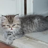 Cucciola persiana pura chinchilla