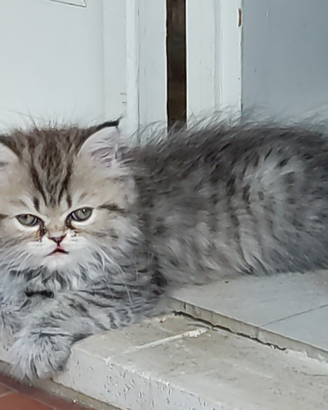 Cucciola persiana pura chinchilla