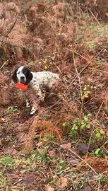 Setter inglese maschio