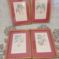 quadretti 