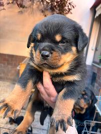 Rottweiler