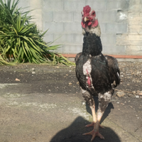 Galline ko Shamo