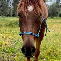 Purosangue arabo cavallo castrone