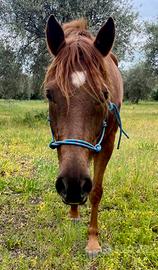 Purosangue arabo cavallo castrone