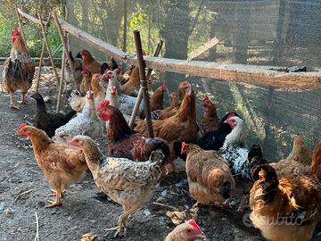 Galline e Galli