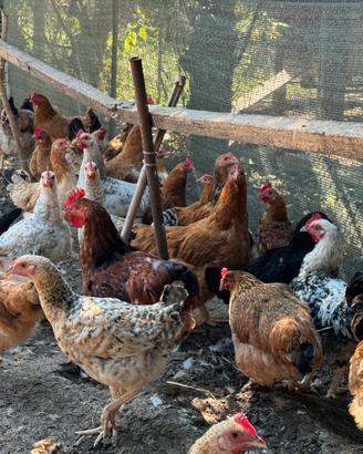 Galline e Galli