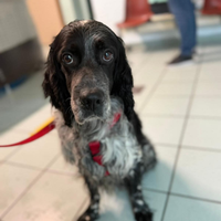 Full setter inglese Adora le coccole ed i bambini