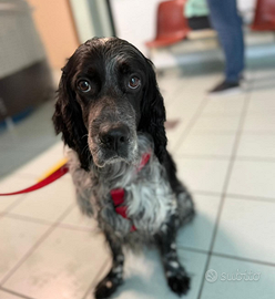 Full setter inglese Adora le coccole ed i bambini