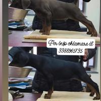 Cuccioli Dobermann alta genealogia