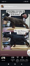 Cuccioli Dobermann alta genealogia