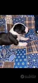 Cuccioli bull-terrier