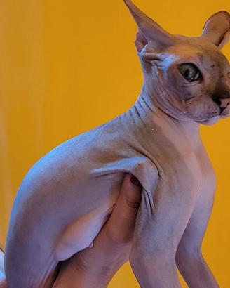 Gatta don sphynx gomma