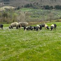 Maiali di cinta senese allevati allo stato brado