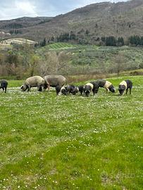 Maiali di cinta senese allevati allo stato brado