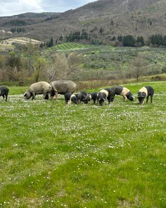 Maiali di cinta senese allevati allo stato brado