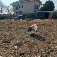 Maschio di tacchino nostrani