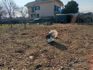 Maschio di tacchino nostrani