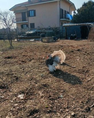 Maschio di tacchino nostrani