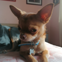 Chihuahua maschio per accoppiamento