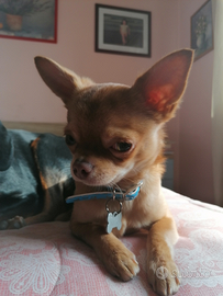 Chihuahua maschio per accoppiamento