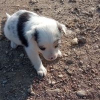 Cuccioli meticci