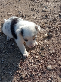 Cuccioli meticci