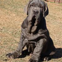 Disponibile cucciolo di Mastino Napoletano 4 mesi