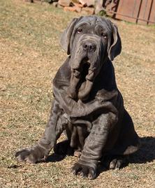 Disponibile cucciolo di Mastino Napoletano 4 mesi