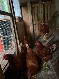 Galline