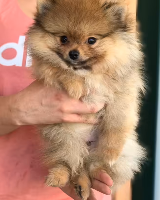 Spitz tedesco nano
