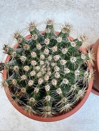 Cactus sferico