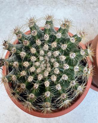 Cactus sferico